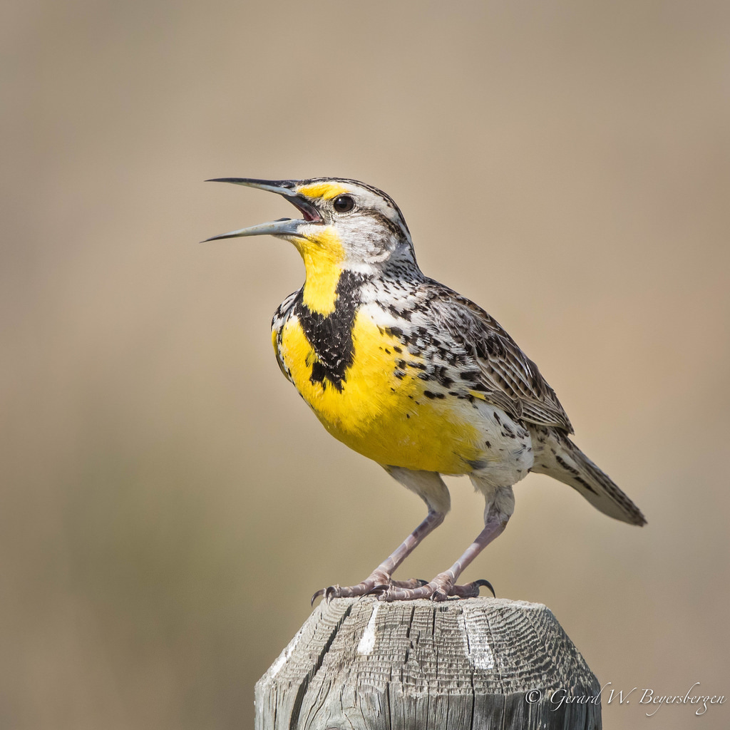 Meadowlark #3: The Original&nbsp;Title